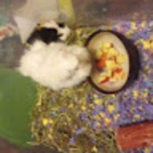 Meet your Posher, Gavin